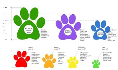 PawZ Dog Boots In-line Display Pack - with Header Card (31 Pc)