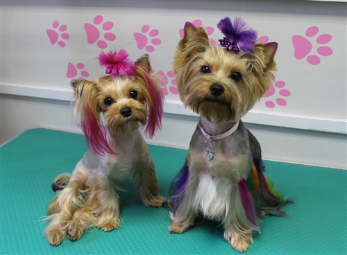 Pink Permanent Pet Hair Dye by Crazy Liberty