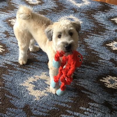 Tender-Tuffs Tug - Stretchy Orange Octopus