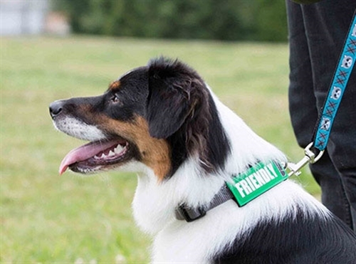 Bark Notes-Deaf-Blue