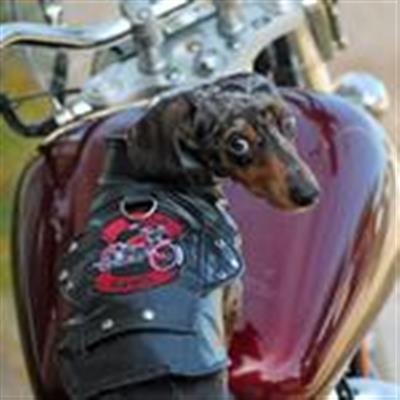Biker Dawg Motorcycle Jacket - Black