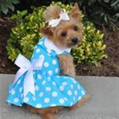 Blue Polka Dot Dress w/ Leash & D-Ring