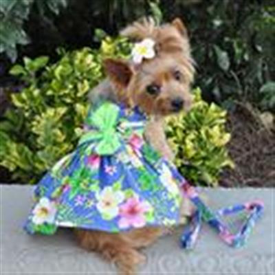 Blue Lagoon Hawaiian Hibiscus Dress w/ Leash & D-Ring