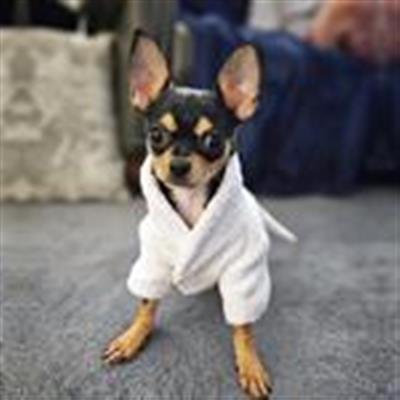 White Silver Tiara Bathrobe 100% Soft Combed Cotton Terrycloth