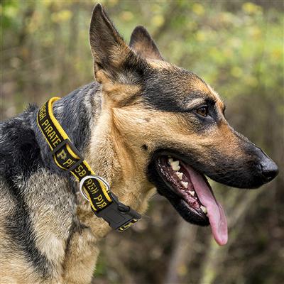 Pittsburgh Pirates Dog Collar