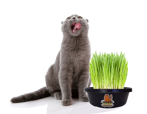 Vermont Cat Grass 8" Grow Kit