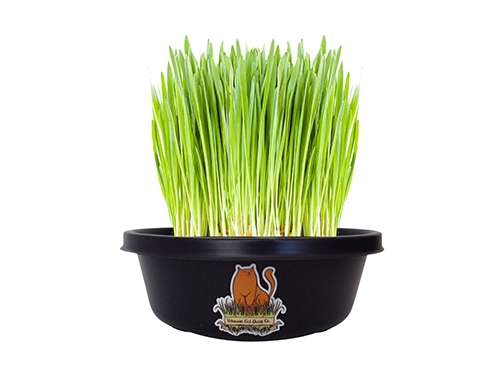 Vermont Cat Grass 8" Grow Kit