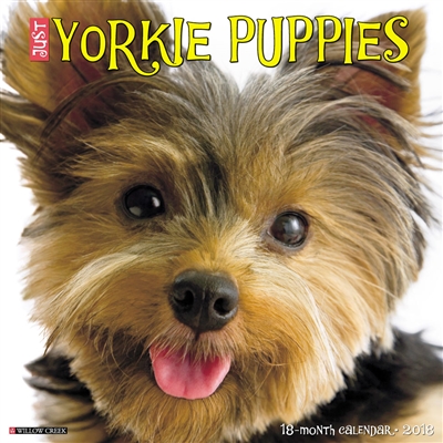 2018 Just Yorkie Puppies Wall Calendar