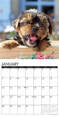2018 Just Yorkie Puppies Wall Calendar