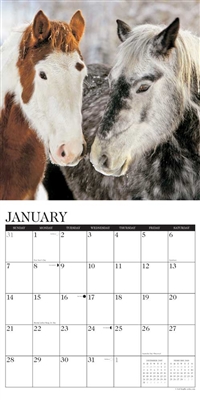 2018 American Quarter Horses Wall Calendar