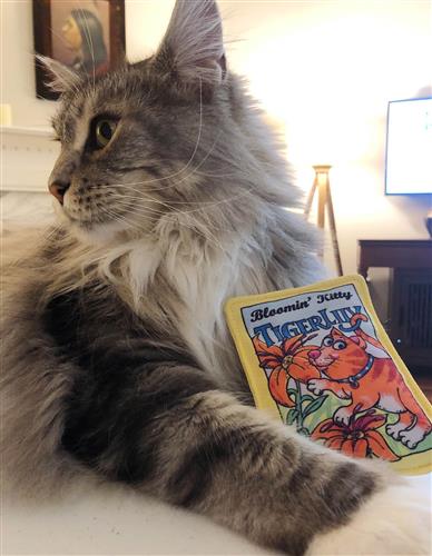 Tiger Lily Cat Toy - Bloomin Kitty Seed Packets - 3 Toys