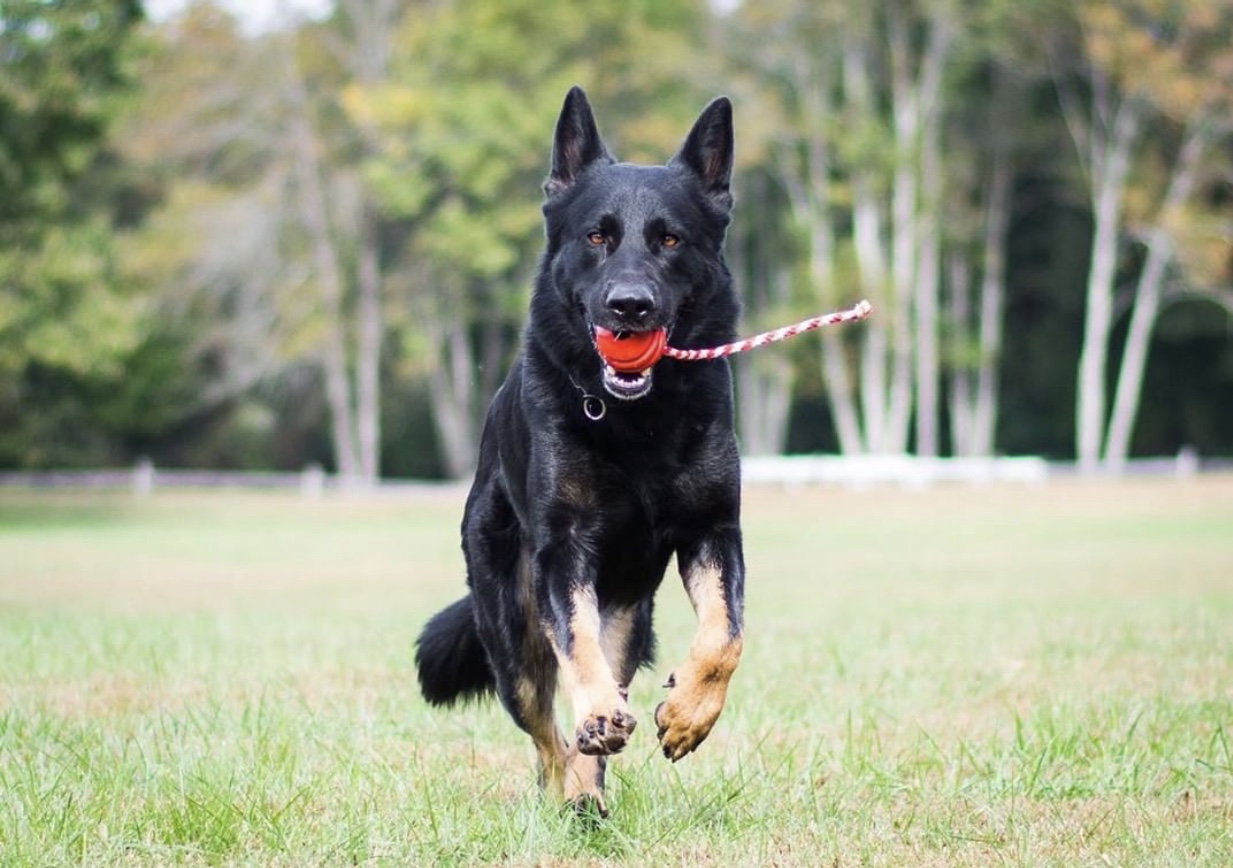 SodaPup USAK9 Natural Rubber Cherry Bomb Chew Toy Tug Toy