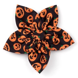 Jack-O'-Lantern Flower