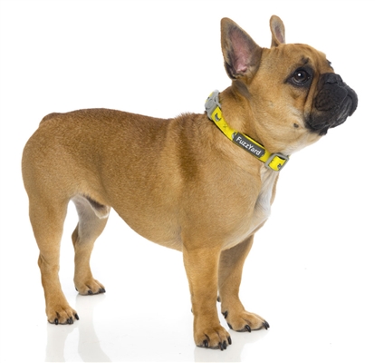 Monkey Mania - Collar and Lead Collection