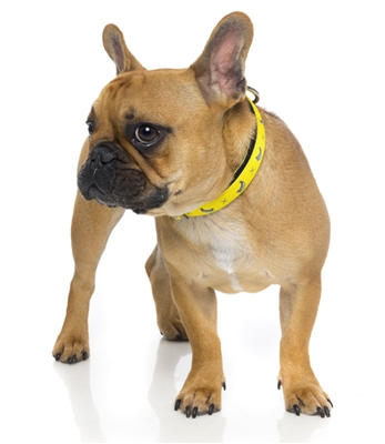 Monkey Mania - Collar and Lead Collection