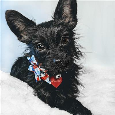 Picnic Check Pinwheel