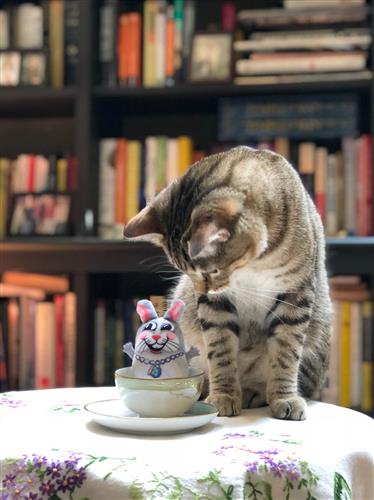 Bunny Cat Toy - Teacup Fluffs - 3 Toys