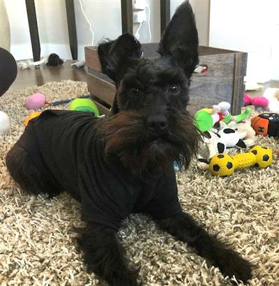 Apple Hoodie - BLACK