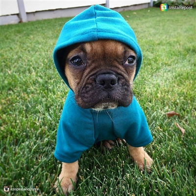 Apple Hoodie - BLACK