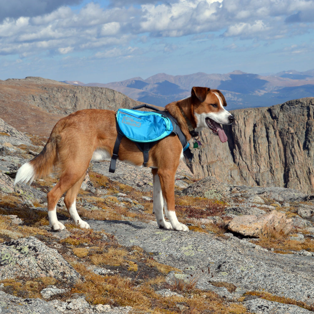 Daypak Dog Backpack Hiking Gear For Dogs
