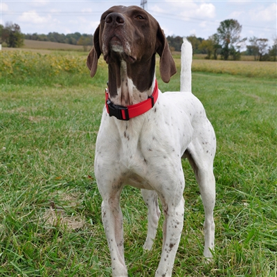 Solid Color Hideaway™ Flea Collar Protectors