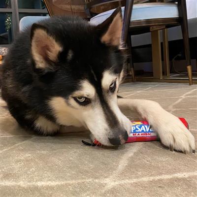 PupSavers Dog Toy