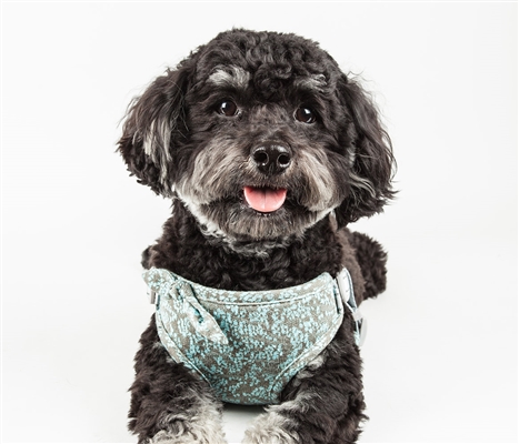 Pet Life�� 'Fidomite' Blue / Gray Mesh Reversible and Breathable Adjustable Dog Harness w/ Designer Bowtie