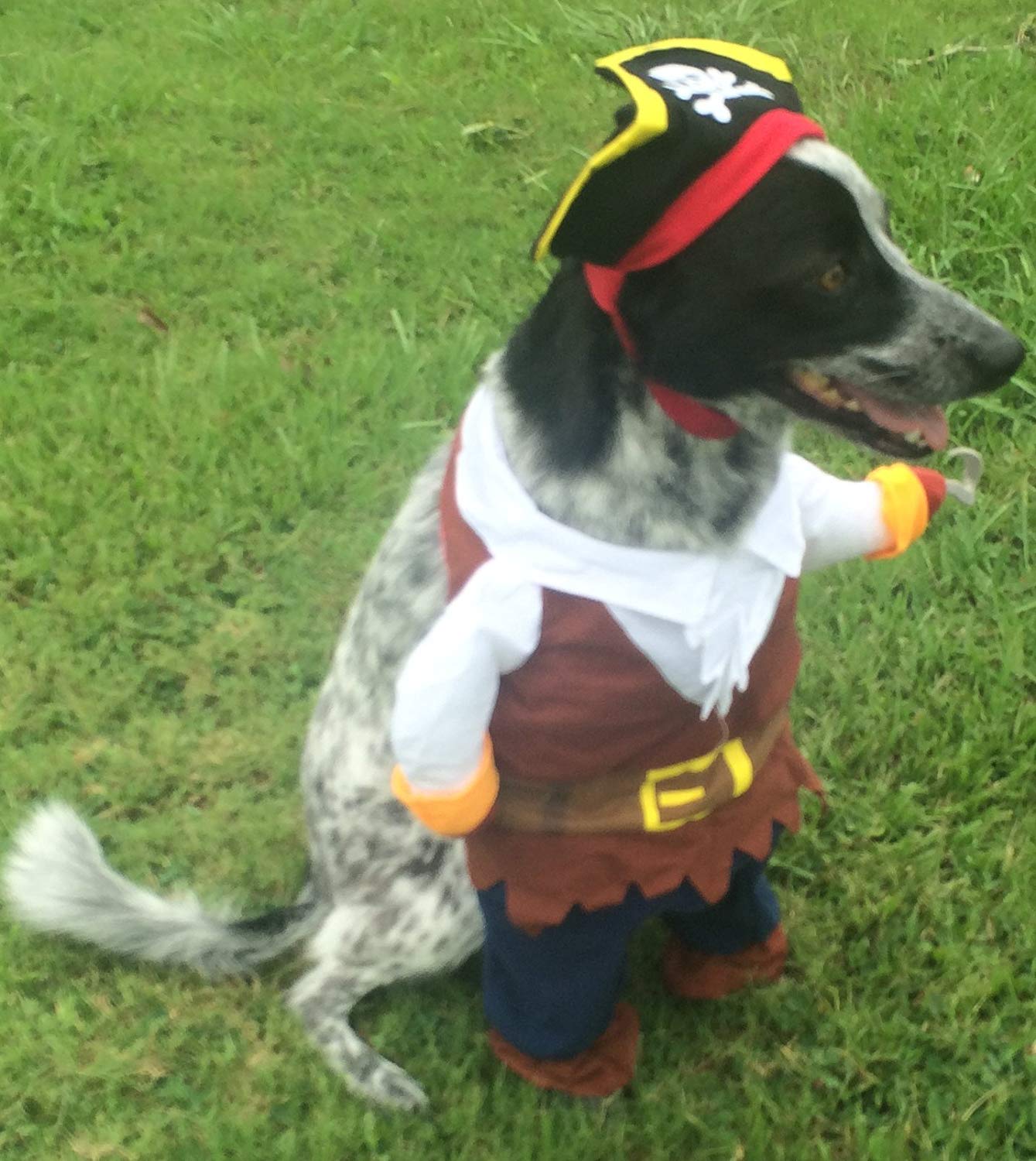 Pet Krewe Pirate Costume With Arms And Hat