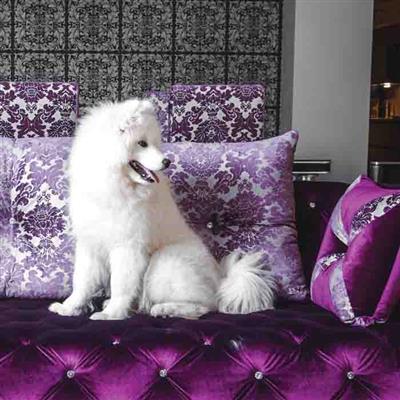 Hydra Experience Set