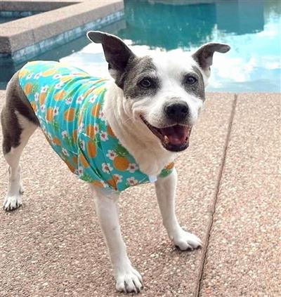 Hawaiian Camp Shirt - Pineapple Luau