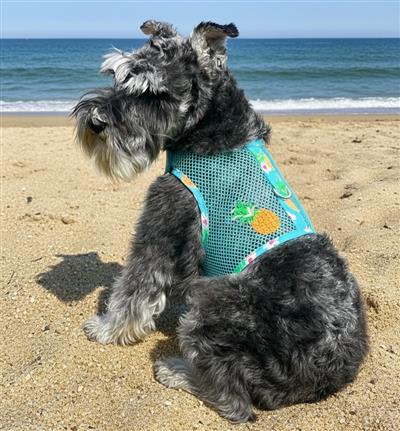 Cool Mesh Dog Harness with Leash - Pineapple Luau