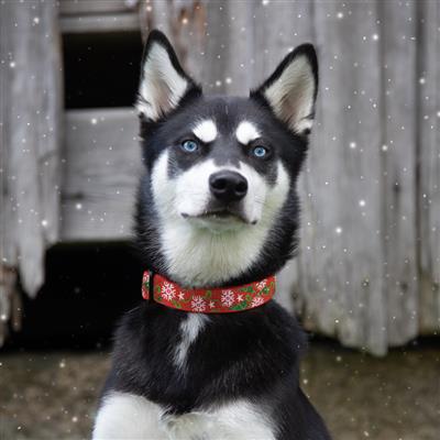 LupinePet® Holiday Micro Batch