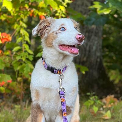 LupinePet® Holiday Micro Batch