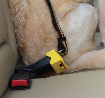 Buckle Barrier