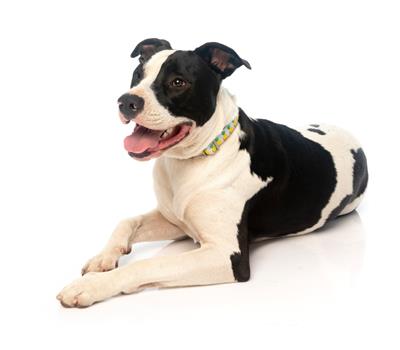 Pina Colada - Pineapples - Collar and Lead Collection