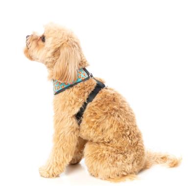 Pizza Lyf - Dog Harness