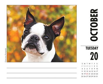 Boston Terriers 2020 Box Calendar
