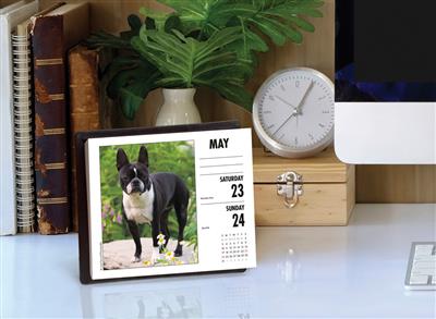 Boston Terriers 2020 Box Calendar