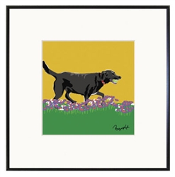 Framed Print: Lab, Black Running