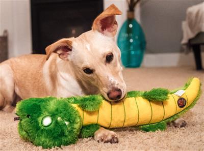 Light Ups, Alligator