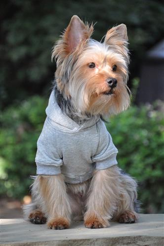 Flex-Fit Dog Hoodie - Gray