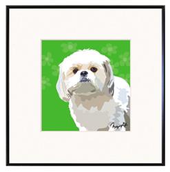 Framed Print: ShihTzu, White