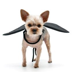Bat Wings