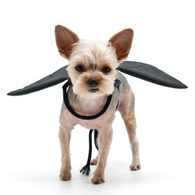 Bat Wings