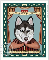 San Husky de Siberia - BLUE eyes