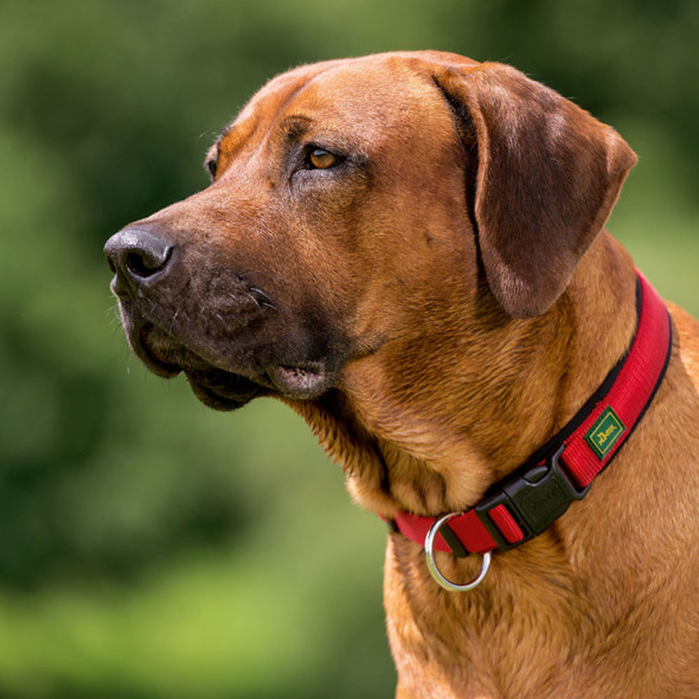 Neopren Vario Plus Collars and Leads by HUNTER