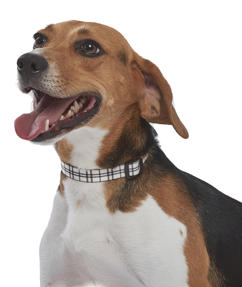 Khaki Scottish Plaid Dog Collar / Leash