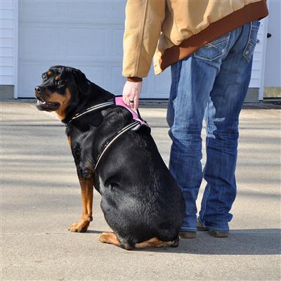 Reflective Control Handle Harness