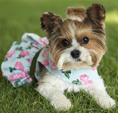 Pink Rose Dress with D-Ring and Matching Leash