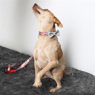 Taos Flannel Dog Collar & Leash